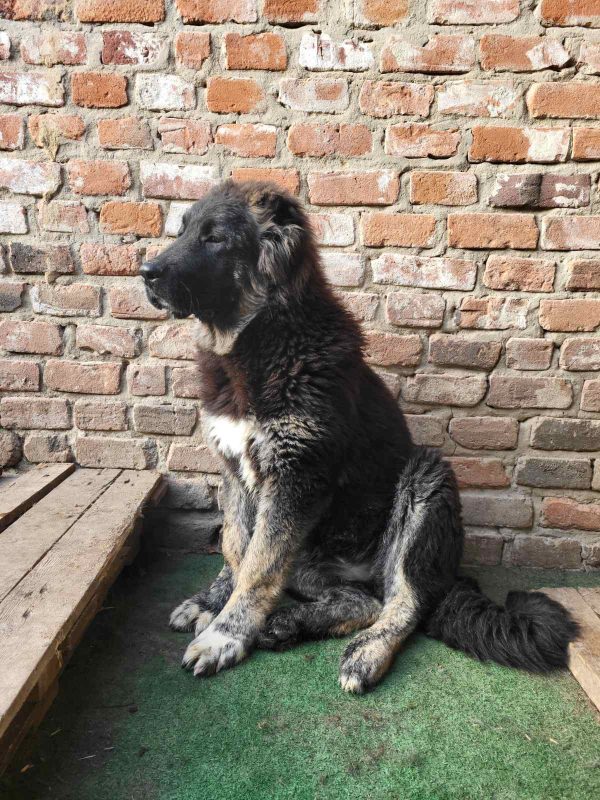 Djeki Caucasian Mountain Dog Djeki Caucasian Mountain Dog