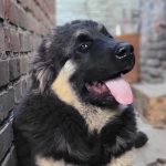 Djerri-female-Caucasian-Mountain-Dog-puppy-for-sale-1