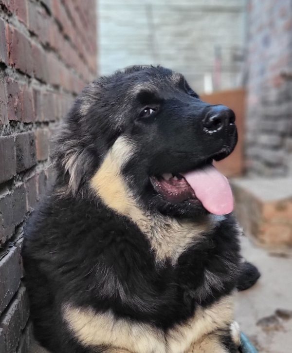 Djerri Caucasian Mountain Dog Djerri Caucasian Mountain Dog