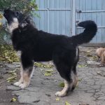 Djerri-female-Caucasian-Mountain-Dog-puppy-for-sale-2