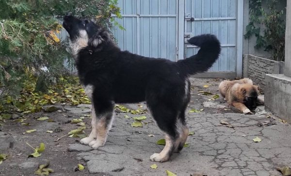 Djerri Caucasian Mountain Dog Djerri Caucasian Mountain Dog