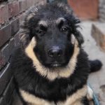 Djerri-female-Caucasian-Mountain-Dog-puppy-for-sale-3