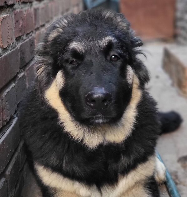 Djerri Caucasian Mountain Dog Djerri Caucasian Mountain Dog