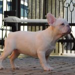 Fabby-female-french-bulldog-puppy-for-sale-1