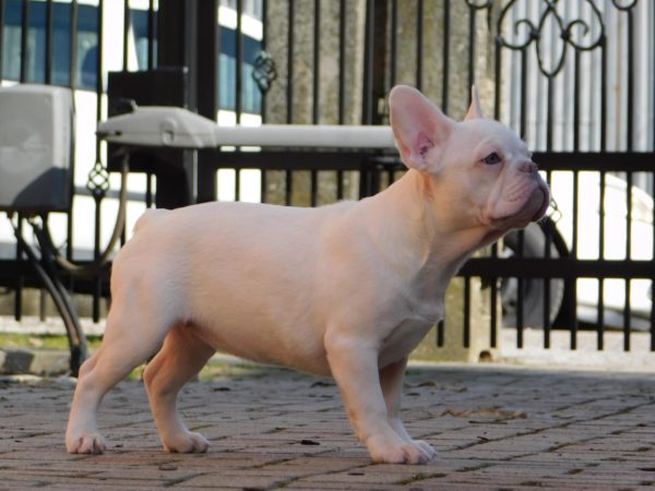 Fabby French Bulldog