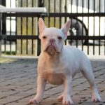 Fiesta French Bulldog
