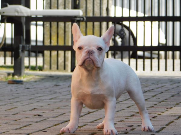 Fabby French Bulldog