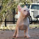 Fabby-female-french-bulldog-puppy-for-sale-3