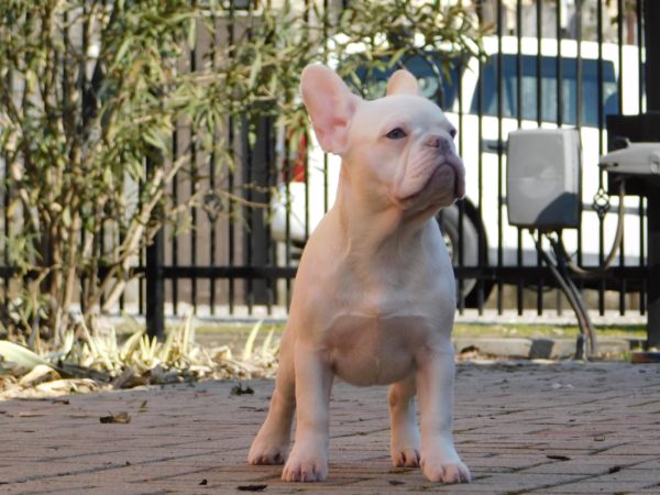 Fabby French Bulldog
