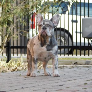 Fiesta French Bulldog