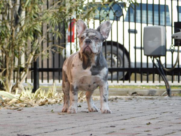 Fiesta French Bulldog