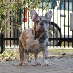 Fiesta-female-french-bulldog-puppy-for-sale-2