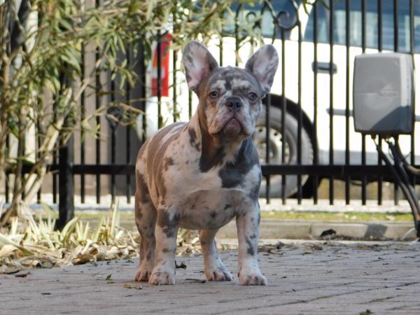 Fiesta French Bulldog