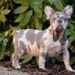 Fiesta-female-french-bulldog-puppy-for-sale-3