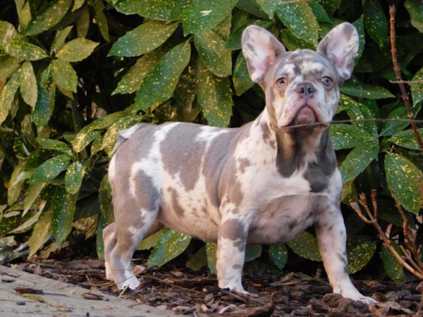 Fiesta French Bulldog