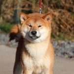 Yoku-Jo-male-Shiba-puppy-for-sale- (1)