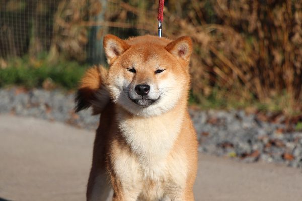 Yoku Jo Shiba Inu Yoku Jo Shiba Inu