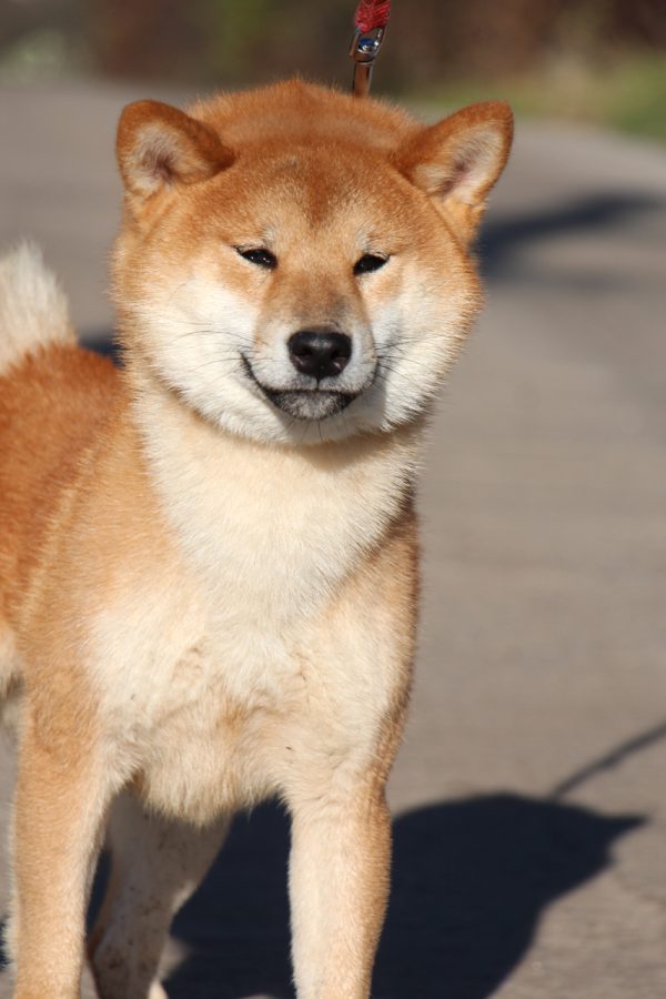 Yoku Jo Shiba Inu Yoku Jo Shiba Inu