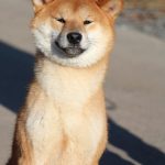 Yoku-Jo-male-Shiba-puppy-for-sale- (3)