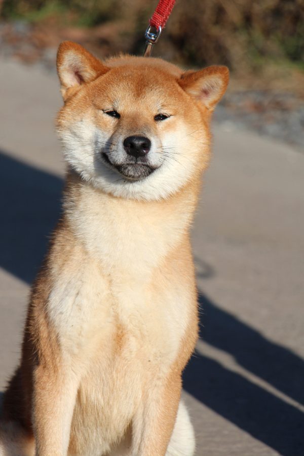 Yoku Jo Shiba Inu Yoku Jo Shiba Inu