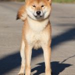Yoku-Jo-male-Shiba-puppy-for-sale- (4)