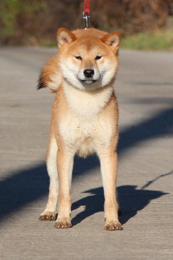 Yoku Jo Shiba Inu Yoku Jo Shiba Inu