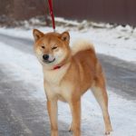 Reno Shiba Inu