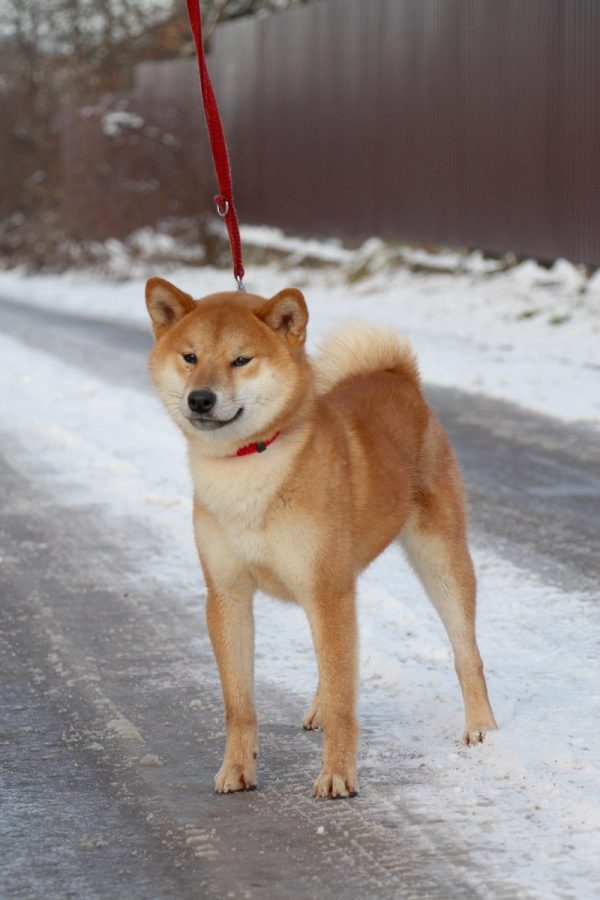 Yoku Jo Shiba Inu Yoku Jo Shiba Inu