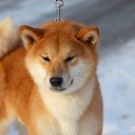 Yoku-Jo-male-Shiba-puppy-for-sale-6