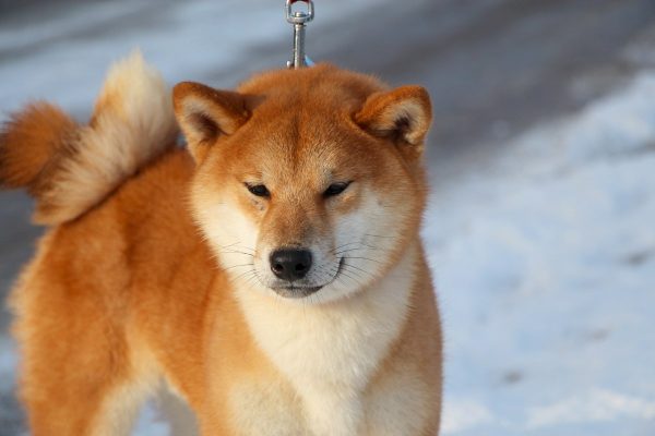 Yoku Jo Shiba Inu Yoku Jo Shiba Inu