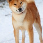 Yoku-Jo-male-Shiba-puppy-for-sale-7