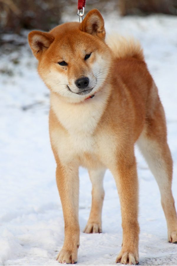 Yoku Jo Shiba Inu Yoku Jo Shiba Inu