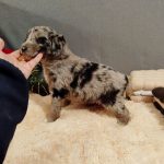 Aystra-female-Aussiedoodle-puppy-for-sale-1