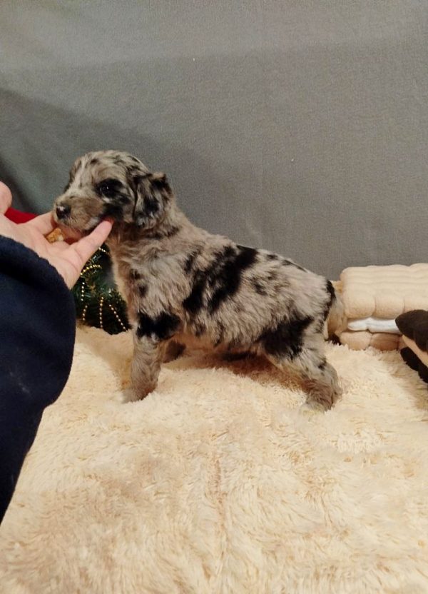 Aystra Aussiedoodle Aystra Aussiedoodle