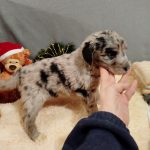 Aystra-female-Aussiedoodle-puppy-for-sale-2