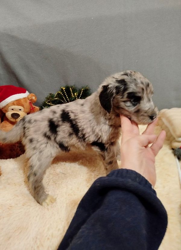 Aystra Aussiedoodle Aystra Aussiedoodle