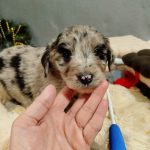 Aystra-female-Aussiedoodle-puppy-for-sale-3