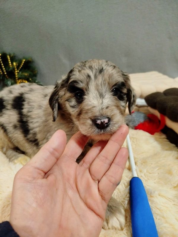 Aystra Aussiedoodle Aystra Aussiedoodle