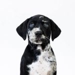 Azael-male-catahoula-leopard-dog-puppy-for-sale-01