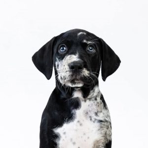 Azael Catahoula Leopard Dog Azael Catahoula Leopard Dog