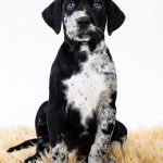 Azael-male-catahoula-leopard-dog-puppy-for-sale-01