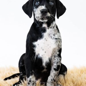 Azael Catahoula Leopard Dog Azael Catahoula Leopard Dog