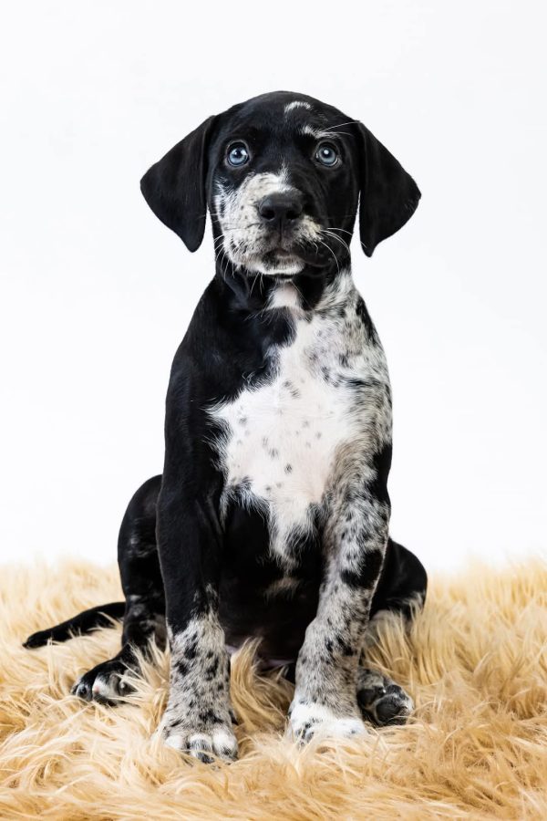 Azael Catahoula Leopard Dog Azael Catahoula Leopard Dog