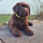 Bruce-male-labrador-retriever-puppy-for-sale-01