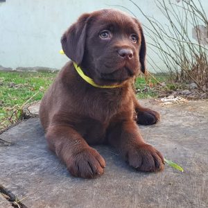 Bruce Labrador Retriever