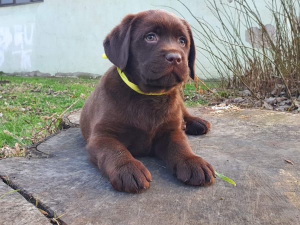 Bruce Labrador Retriever Bruce Labrador Retriever