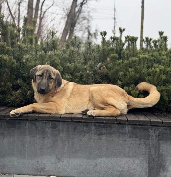 Carma Kangal Carma Kangal