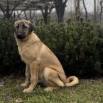 Carma-female-Kangal-puppy-for-sale-2