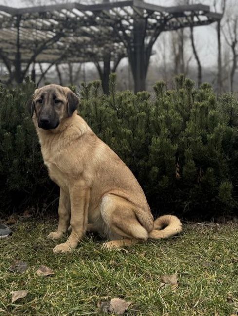 Carma Kangal Carma Kangal