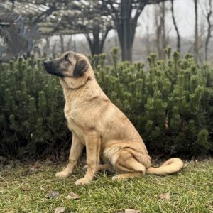 Carma Kangal